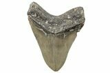 Serrated, Fossil Megalodon Tooth - North Carolina #270735-2